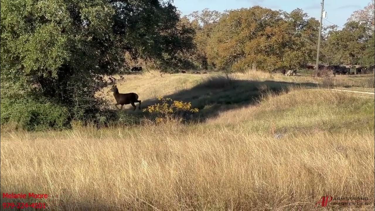 654.61 Acres For Sale in Burleson County Texas Land For Sale