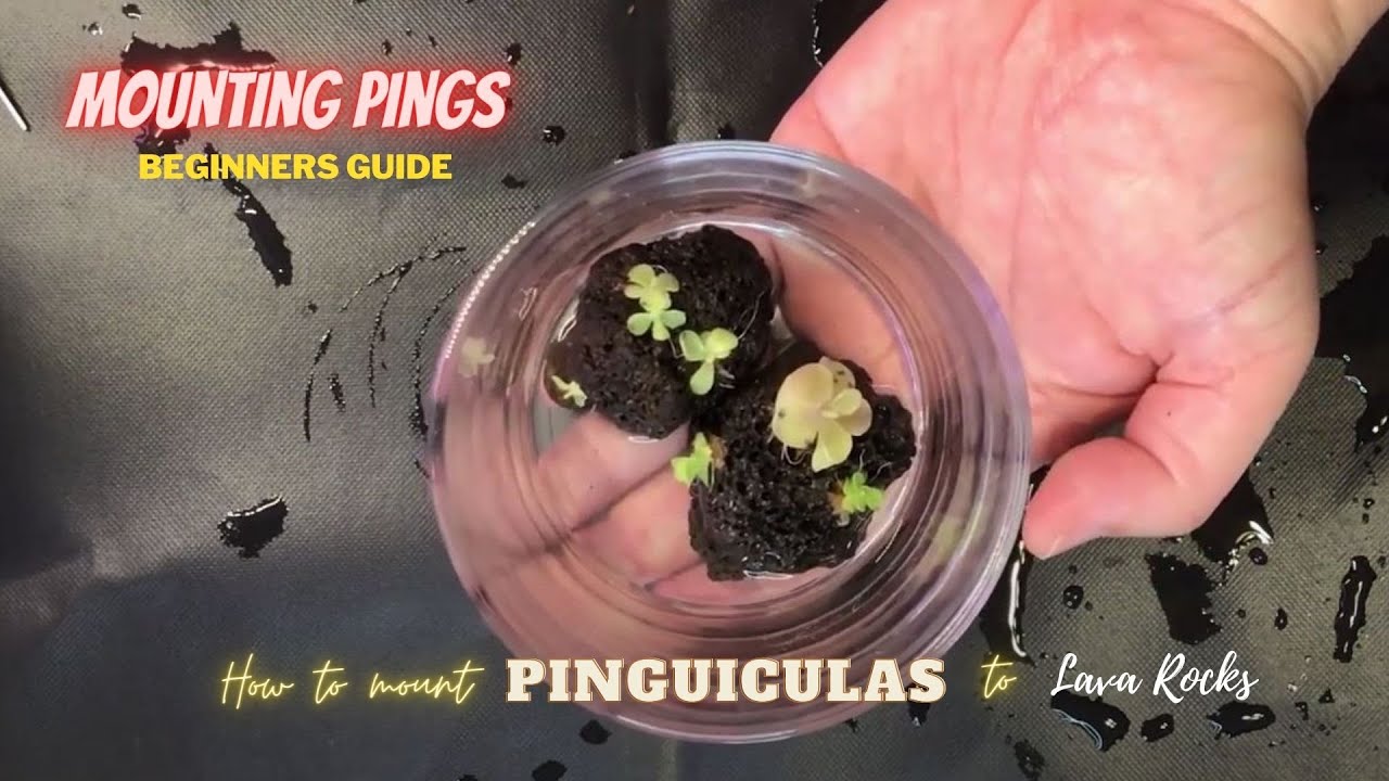 Mounting Pings | How to mount pinguiculas to lava rocks | Beginners guide