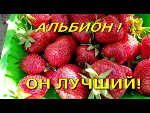 Клубника Сорт Альбион Собираем Урожай С Весны И До Холодов!