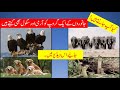 Name Of Different Animals Group جانوروں کے مختلف گروپس کے نام