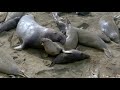 Elephant seal assaults a female and crushes a baby at the same time