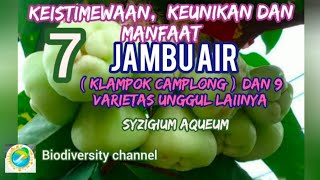 Manfaat Jambu Air madu untuk kesehatan