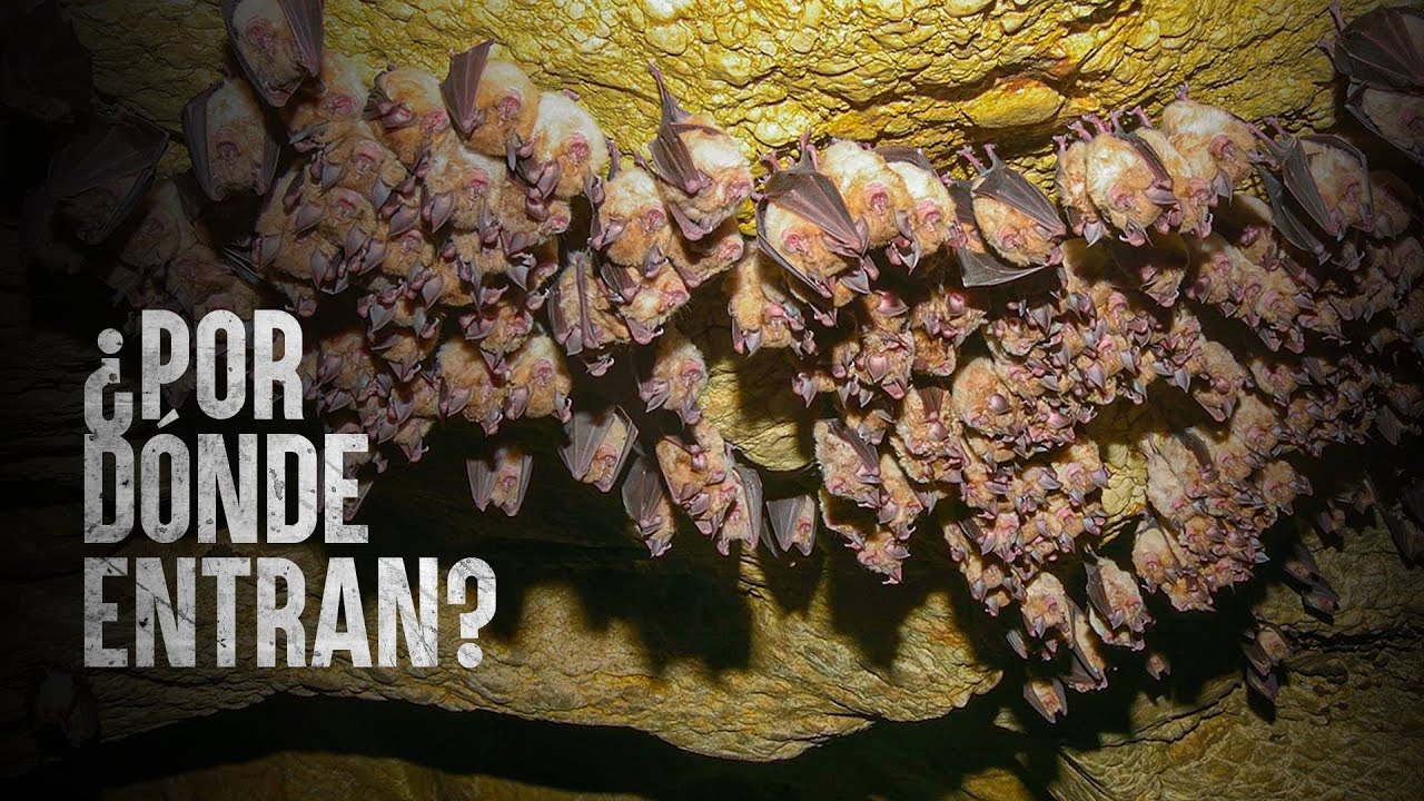 Cómo Sobrevivir una plaga de murciélagos