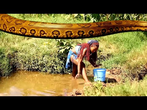 ANACONDA ATTACK MY WIFE