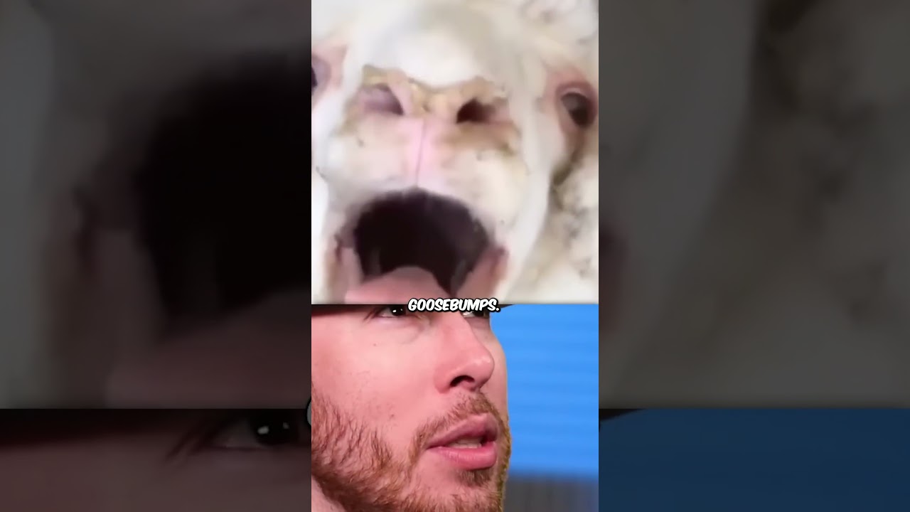 JAKE PAUL I got you next opponent here!