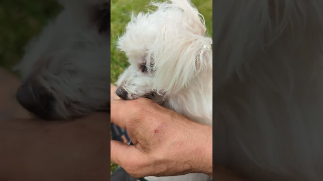 Veno rewarding calm & disengage - food or short calm pet, your energy matters,