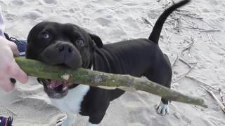 Staffordshire bull terrier happy dog