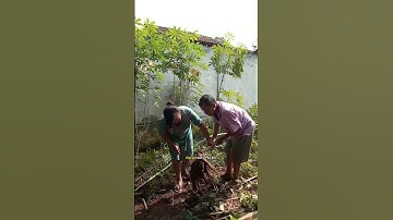 Vlog#9 Cabut Singkong di Belakang Rumah