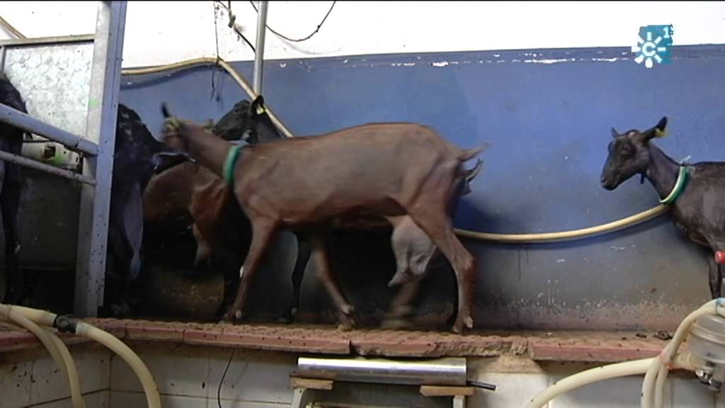 GANADERIA ECOLÓGICA EN JAÉN