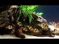 Such a Misunderstood Fish! Tiger Barb Care and Breeding