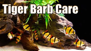 Such a Misunderstood Fish! Tiger Barb Care and Breeding