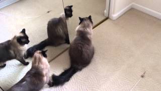 The mouse toy they cannot have! by Silver Cross Fox 584 views 9 years ago 3 minutes, 14 seconds