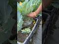 Utilise compost soil from vegetable skin for growing cauliflower #gardening #cauliflower #garden 