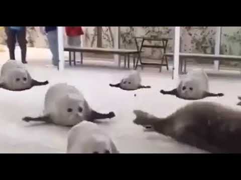 тюлени прыгают прикол