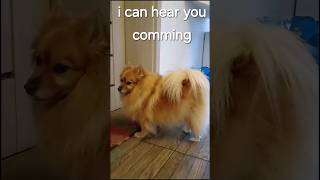 Pomeranian so Emotional reunion with her human. Canary Islands