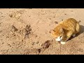 Кормлю бездомных животных Котик Бубу, Буббу взорвал интернет, говорит спасибо. Кот laik милое видео.