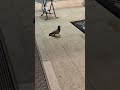 #birds #makkah