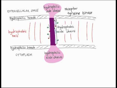 Video: Ce este un domeniu transmembranar?