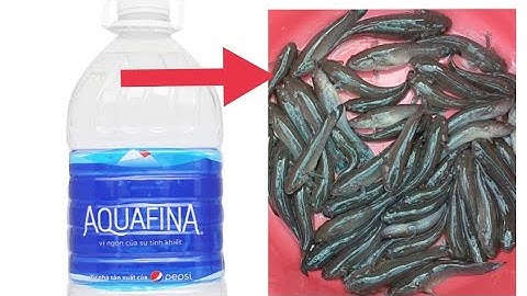 Đặt cá bóng dừa bằng chai nhựa tự chế - cá dính thấy mà ham@Minhdennhabe