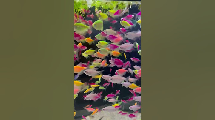 🎨как вам эти рыбки❓ #аквариум #mashabloom #машаблюм #aquarium #аквариумистика #aquascape #aqua