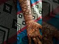 MRT CLASH #mehndi