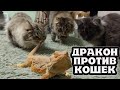 Волк Вуди съел голову, волк Бран убежал. Дракон и кошки.