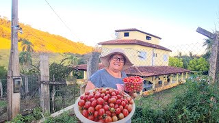 COLHENDO SEM PLANTAR! ALGUEM JA VIU ISSO! MELHOR COISA QUE EXISTE NA ROÇA