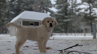 Puppy training with Keeper (golden retriever) episode 4 (how to teach a puppy to stay)