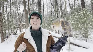 How Owls Survive In The Winter
