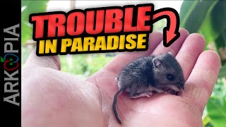 🐁Mice In The Greenhouse - It's an infestation.  How I'm keeping it under control.  Traps? Poison?