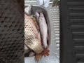 Рыбные трофеи 😉