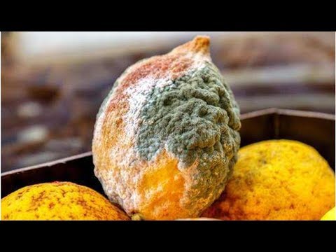 凍傷和碰傷的水果，還可以放心食用嗎？只要不發黴，其實都可以吃 | Lari TV