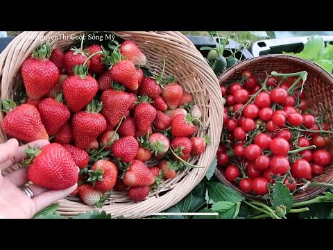 Video Thu Hoạch Cà chua bi ngọt tràn thúng, dâu tây hoàng đế... - youtube