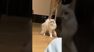 Funny Cats 😺 Episode 27 #Shorts