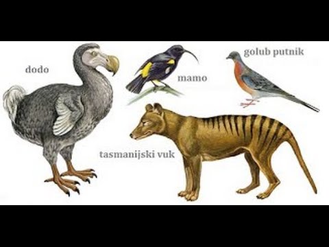 Video: Tasmanijski đavo, životinja: opis, distribucija, stil života