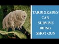 Facts about tardigrades  newstamilonline