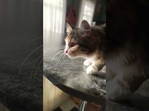 Что-то на кошачьем🐱