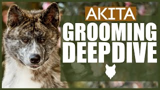 How To Groom Your AKITA