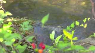 Salmon return to Still Creek