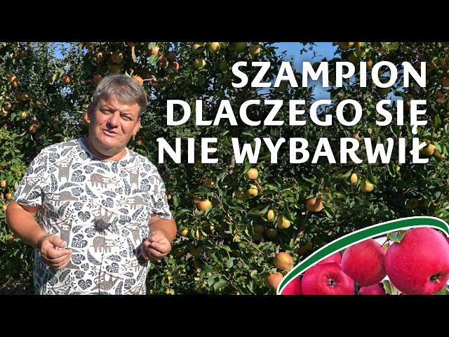 Dlaczego Szampion się nie wybarwia?