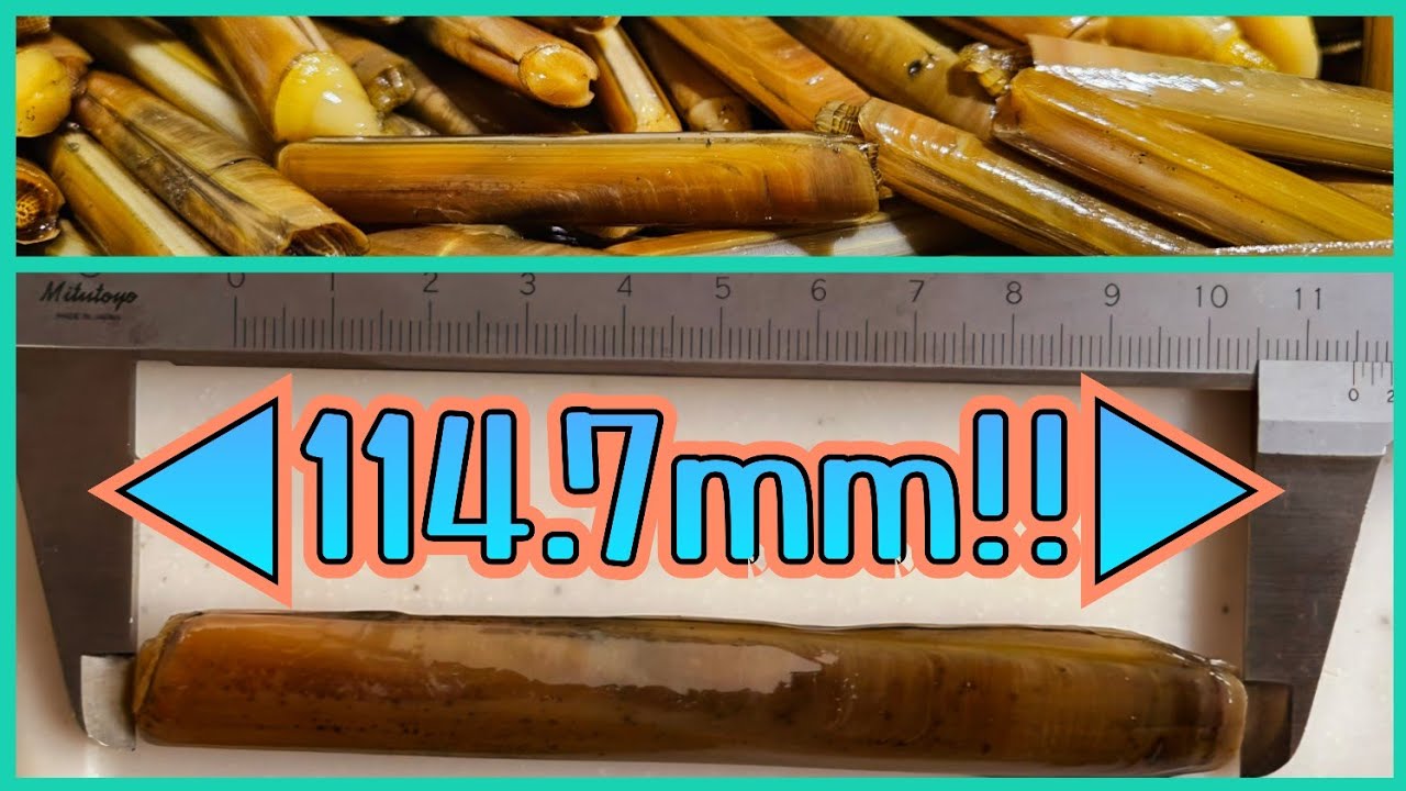 【マテガイ】冬の八景島に憑りつかれた者たち【潮干狩り】