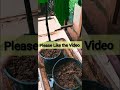 Transfer planting Mini Fig Trees@JacquelineJaroffaith #figtree