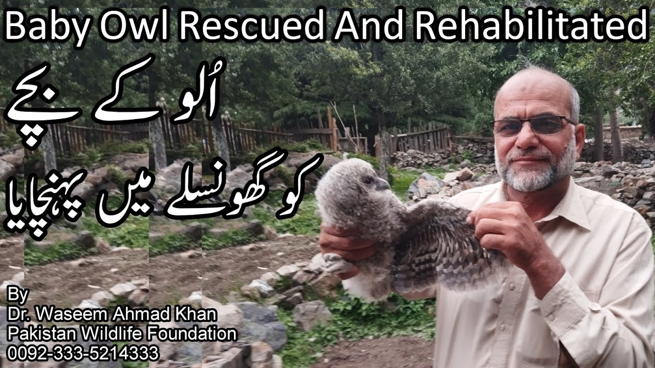 Baby Owl Rescued And Rehabilitated | Ullu Kay Bachay Ko Ghonslay Main Pohnchaya | Baby Owl Rescue