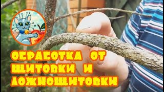 видео: Александр Петров. Обработка от яблонной запятовидной щитовки и акациевой ложнощитовки картинка: Александр Петров. Обработка от яблонной запятовидной щитовки и акациевой ложнощитовки