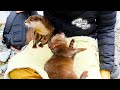 Otter Ui Is Beginning to Love Humans [Otter Life Day 840]