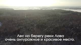 Берегите диких животных. Всемирный фонд дикого леса &quot;Ушкуй&quot;.