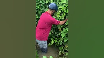 Đặt lợp Cá chạch lấu llToàn cá già Cá khủng Ngon Không #datlopcachach #datlopcachachlau #lopcachach