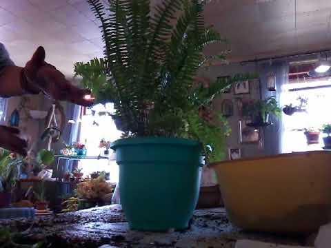 🌻 Repotting : 🌿Kimberly Queen Fern🌿🦋