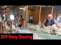 2019 Dohne Sheep Shearing