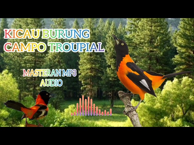 CAMPO TROUPIAL GACOR MASTERAN MP3 JERNIH class=